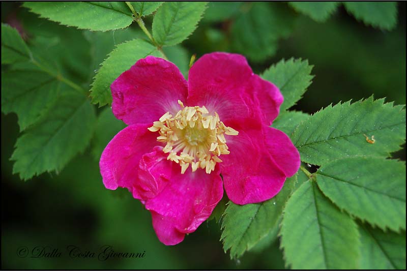 Rosa pendulina   /  Rosa alpina